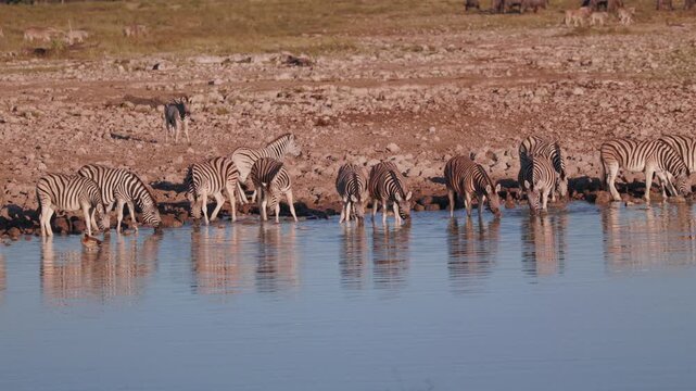 African zebras herd drinking at a waterhole in Etosha National Park