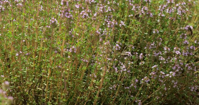 Wild thyme growing naturally in an open field. Purple flowering herb sways gently in the wind, representing natural vegetation, biodiversity, herbal plants, organic farming and rural landscapes.