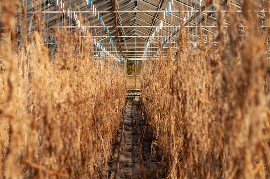 Abandoned old industrial glass greenhouse with dry dead plants and withered crops