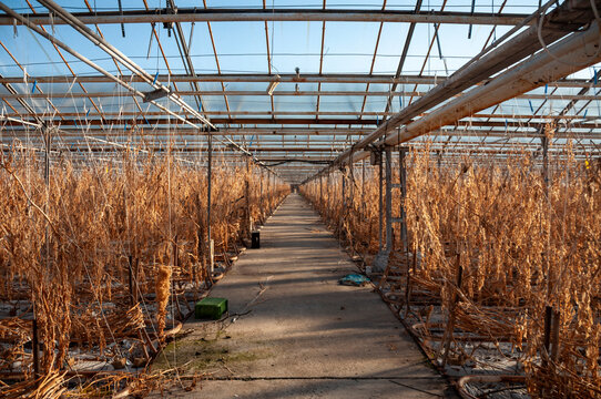 Abandoned old industrial glass greenhouse with dry dead plants and withered crops