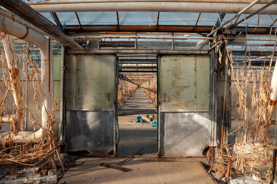 Abandoned old industrial glass greenhouse with dry dead plants and withered crops