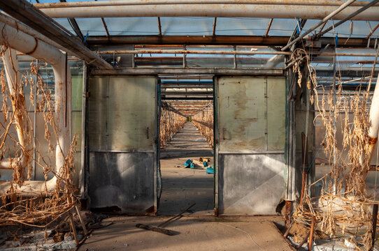 Abandoned old industrial glass greenhouse with dry dead plants and withered crops