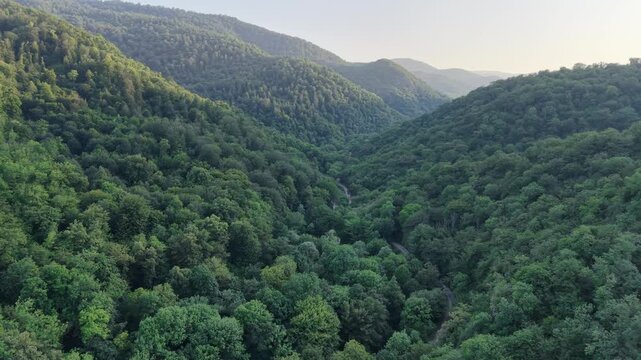 4K Drone Flight Over Dense Green Forest Canopy with Lush Summer Trees.