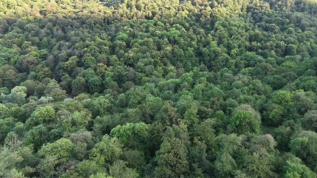 4K Drone Flight Over Dense Green Forest Canopy with Lush Summer Trees.