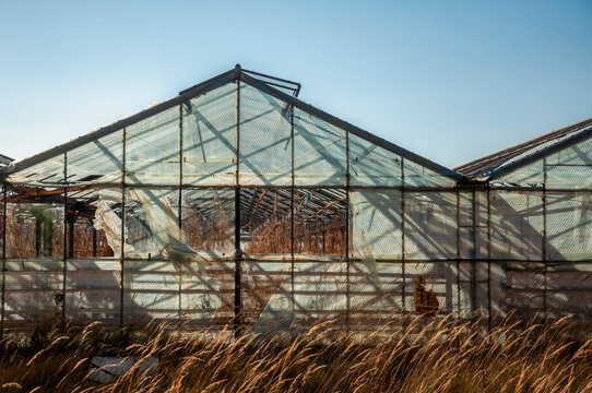 Abandoned old industrial glass greenhouse with dry dead plants and withered crops