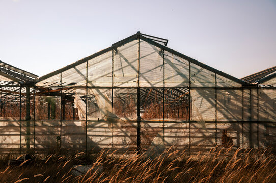 Abandoned old industrial glass greenhouse with dry dead plants and withered crops