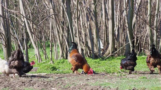 Free range rooster and hens on a rural farm