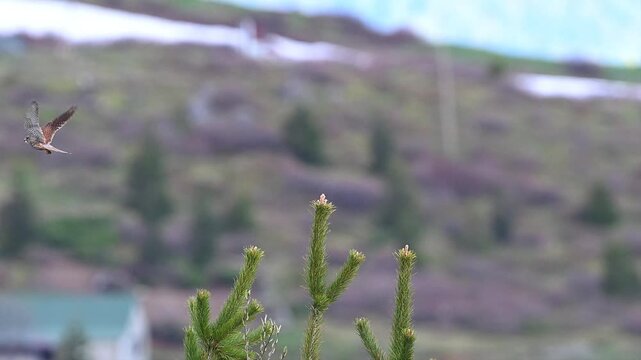 Common kestrel perched on the tip of a green branch