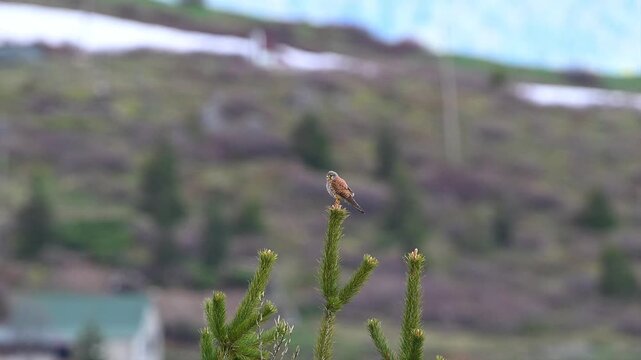 Common kestrel perched on the tip of a green branch