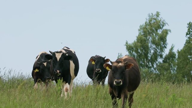 Young calves walk across a grassy hill, showing different coat colors & patterns. Rural livestock scene with growing cattle in a natural pasture, representing farming, animal husbandry & countryside.