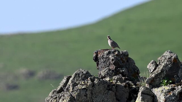 Chukar partridge perched on a rock