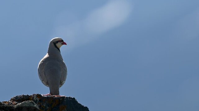 Chukar partridge perched on a rock