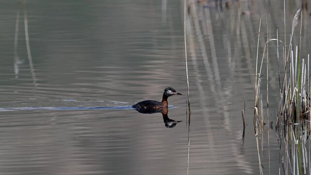Red-necked grebe swimming in a reed bed