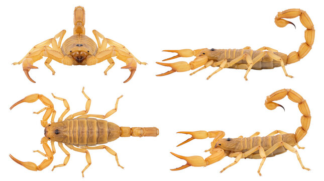 Yellow scorpion shown from multiple angles and positions