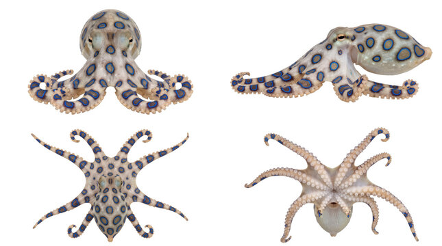 Venomous blue ringed octopus in four distinct poses