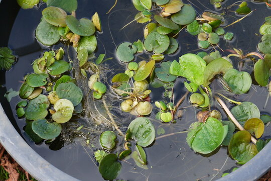 Floating aquatic plants growing in container pond garden water