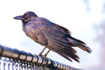 Obraz premium Photograph of an Australian Raven bird standing on a wire fence at a local sporting ground on a foggy and misty morning in Penrith in New South Wales, Australia