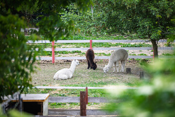 Naklejka premium Three Alpacas Grazing and Resting in a Sunny Farm Paddock With Green Trees and Fence