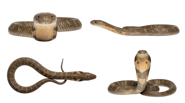 King cobra snake poses set isolated on transparent background