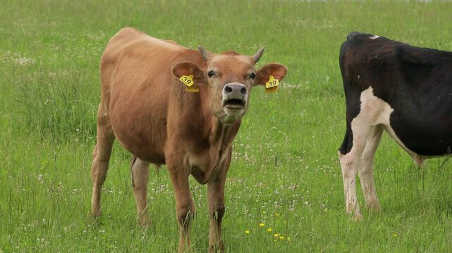 Light brown calf standing on a green meadow and mooing in a peaceful pasture. Young domestic cattle in a free-range farm setting, representing sustainable agriculture, livestock and rural life.