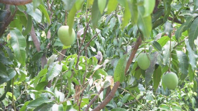 A high-definition shot capturing a young dove chick perched amidst the dense, vibrant foliage of a mango tree. Surrounded by lush green leaves and unripe hanging mangoes.