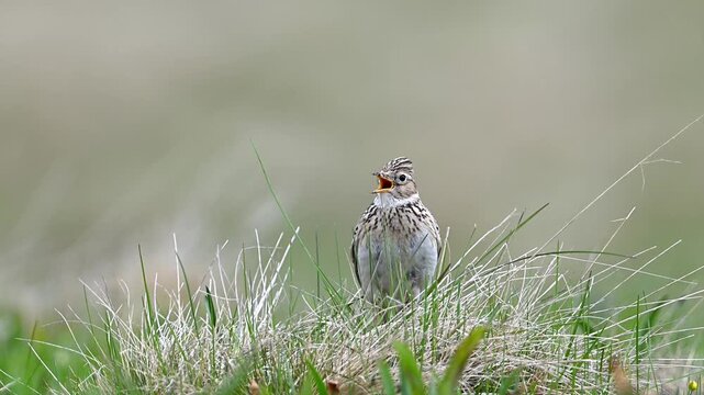 Eurasian skylark singing in the steppe
