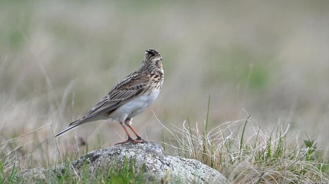 Eurasian skylark singing in the steppe