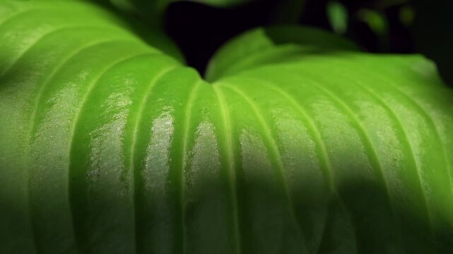 Detailed close-up shot of vibrant green hosta leaves with natural texture and subtle imperfections in soft outdoor garden lighting.