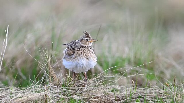 Eurasian skylark standing on dry grass in the steppe