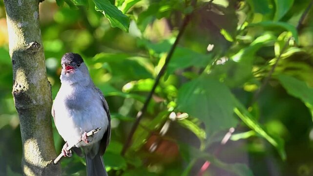 Blackcap is singing on a tree