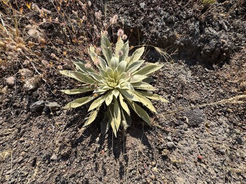 Close-up of a fuzzy, silver-green basal leaf rosette of a mullein plant (Verbascum species), velvety leaves arranged in a symmetrical star pattern growing on dry, dark rocky soil in bright sunlight.
