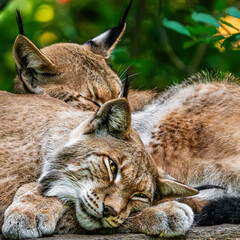 Eurasian lynx pair resting together in green forest © Quality by Simon