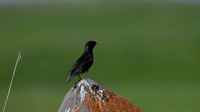 Common starling carrying food in its beak to its nest