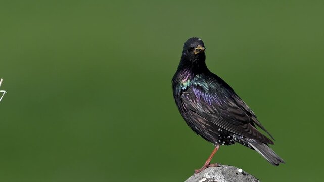 Common starling carrying food to its nest