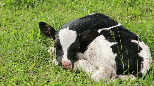 Black & white newborn calf only minutes after birth, resting on fresh green grass. Heartwarming farm scene representing new life, cattle breeding, animal care, livestock farming and rural agriculture.