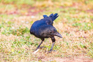 Obraz premium Photograph of an Australian Raven bird foraging for food on a grassy field near a local sporting ground on a foggy and misty morning in Penrith in New South Wales, Australia