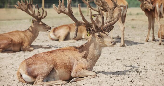 Group of horned stags resting at the eco farm or safari park