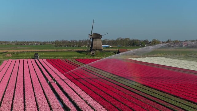 Traditional dutch windmill overlooking colorful tulip fields being watered