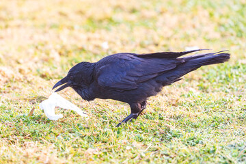 Obraz premium Photograph of an Australian Raven bird foraging for food on a grassy field near a local sporting ground on a foggy and misty morning in Penrith in New South Wales, Australia