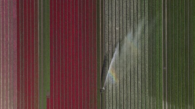 Aerial sprinkler irrigation system watering colorful tulip fields