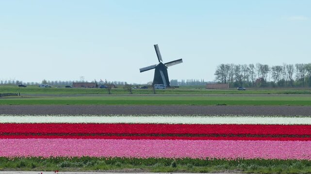 Traditional dutch windmill spinning in a colorful tulip field