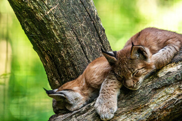 Two young eurasian lynx cubs sleeping on tree branch © Quality by Simon