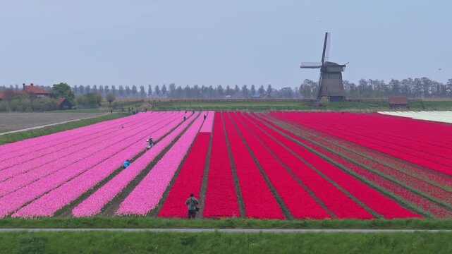Farmers harvesting red and pink tulips in a field with a windmill
