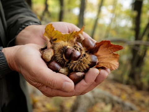 Frisch gesammelte Esskastanien liegen in den H&auml;nden eines Menschen zwischen bunten Herbstbl&auml;ttern. Typisches Naturmotiv aus Italien f&uuml;r Erntezeit, Wald und saisonale Spezialit&auml;ten.