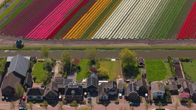 Aerial view flying over dutch village and colorful tulip fields in the netherlands