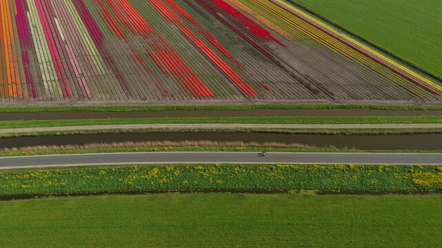 Aerial view of cyclist riding near colorful tulip fields in the netherlands