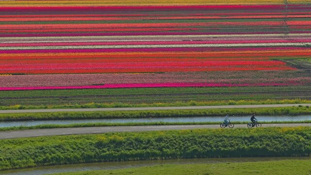 People cycling through colorful dutch tulip fields