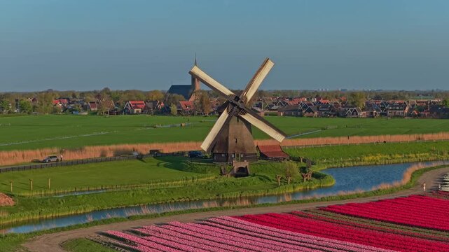 Traditional dutch windmill spinning over colorful tulip fields