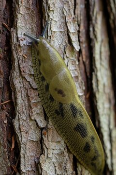 Pacific banana slug crawls up rough tree bark. This gastropod mollusc displays a slimy texture and patterned skin. It moves slowly on forest floor. A macro view reveals its body features.