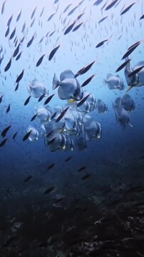​A school of orbicular batfish  Platax orbicularis swimming gracefully in clear blue deep ocean water over a coral reef